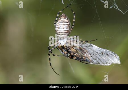 Banded Argiope, Argiope trificata, nutrendo su cicada preda Foto Stock