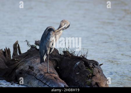 Grande Erone Blu, Ardea erodias, preening Foto Stock
