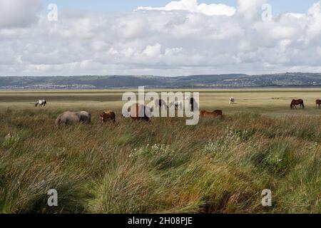 L'estuario del Loughor e la penisola di North Gower da Penclawydd, Galles, Regno Unito, mandria di cavalli paludosi selvaggi biodiversità del paesaggio costiero salino gallese Foto Stock