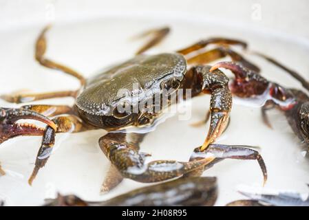 Granchio fresco di roccia, granchio d'acqua dolce selvatico sull'acqua, granchio foresta o fiume di granchio di pietra Foto Stock