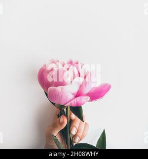 Mano femmina che tiene una peonia rosa isolato su uno sfondo bianco Foto Stock