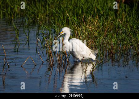 Un piccolo Egret (garzetta di Egretta) al rifugio della natura selvaggia nazionale della Merced in California Foto Stock