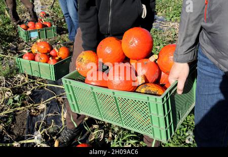 Meclemburgo-Pomerania occidentale, Garvsmühlen: 11 ottobre 2021, 11 ottobre 2021, Meclemburgo-Pomerania occidentale, Garvsmühlen: Le zucche di Hokkaido vengono raccolte presso l'azienda agricola biologica di Garvsmühlen. L'azienda agricola biologica ha coltivato per la prima volta la frutta lo scorso anno, e quest'anno le zucche crescono su una superficie di un ettaro. Circa 10,000-15,000 zucche sono maturate da maggio. Dopo la raccolta, vengono immagazzinati nell'azienda agricola biologica in un modo speciale che permette di consegnare la frutta fino a gennaio. Sono forniti a dettaglianti, negozi agricoli e grossisti. Foto: Bernd Wüstneck/dpa-Zentralbild/dpa Foto Stock