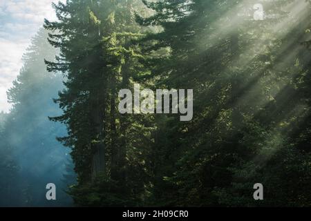 Scenografica luce del mattino in un'antica foresta di sequoie. Natura della California settentrionale. Stati Uniti. Foto Stock