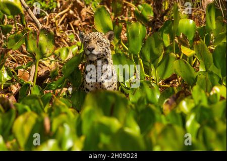 Jaguar è il più grande gatto sudamericano, qui sulle rive del fiume Cuiabá, Pantanal, Mato Grosso, Brasile Foto Stock