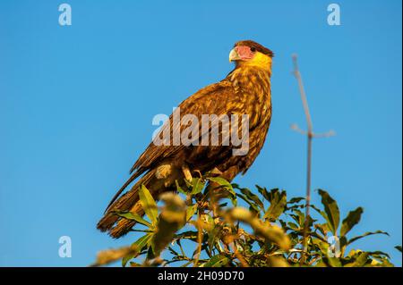 Carcará uccello di preda su un albero, Pantanal, Mato Grosso, Brasile Foto Stock