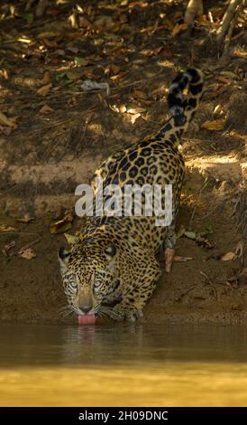 Acqua potabile Jaguar, questo è il più grande gatto sudamericano, qui sulle rive del fiume Tres Irmãos, Pantanal, Mato Grosso, Brasile Foto Stock