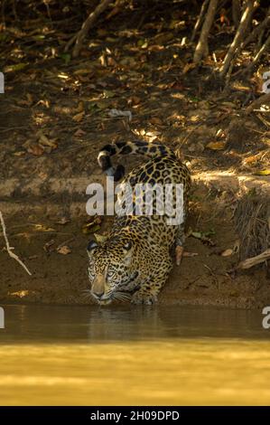 Acqua potabile Jaguar, questo è il più grande gatto sudamericano, qui sulle rive del fiume Tres Irmãos, Pantanal, Mato Grosso, Brasile Foto Stock