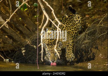 Acqua potabile Jaguar, questo è il più grande gatto sudamericano, qui sulle rive del fiume Tres Irmãos, Pantanal, Mato Grosso, Brasile Foto Stock