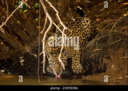 Acqua potabile Jaguar, questo è il più grande gatto sudamericano, qui sulle rive del fiume Tres Irmãos, Pantanal, Mato Grosso, Brasile Foto Stock