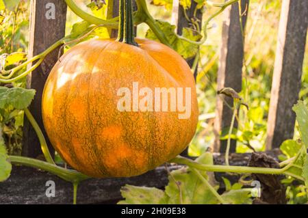 Una zucca arancione, su un letto in verde fogliame sullo sfondo di una vecchia recinzione. Siamo vicini ad essere pronti per la raccolta. Tipico autunno rurale Foto Stock