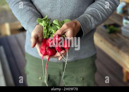 Immagine ritagliata di mani maschili che reggono il radicchio organico. Concetto di raccolta primaverile o autunnale di verdure in giardino. Foto Stock