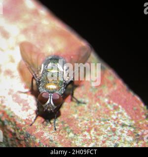 Macro scatto di una pecora australiana di colore verde e giallo soffiano con occhi rossi scuri seduti sul bordo di una pietra e guardando la macchina fotografica durante Foto Stock