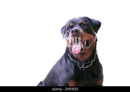 Rottweiler cane in posa con un sorriso, mostrando lingua. Isolato. Foto Stock
