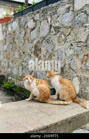 Due gatti zenzero identici sono seduti sul pavimento Foto Stock