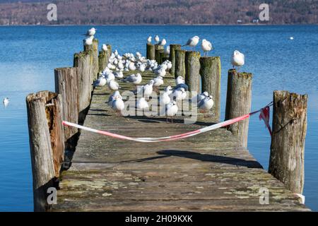 Gabbiani di mare facendo una pausa su un molo di legno al lago Ammersee. Foto Stock