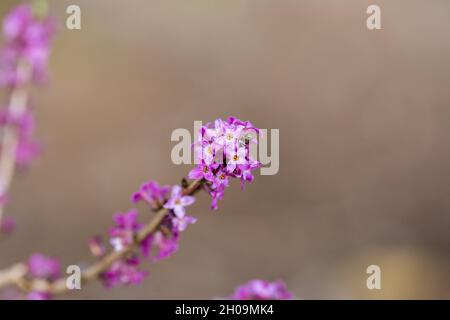 Primo piano di Daphne mezereum fiore. Conosciuto anche come Mezereum, February Daphne o Sprunge Laurel. Fiore di colore viola. Foto Stock