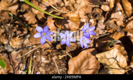 Panorama con quattro fiori di Anemone hepatica. Meglio conosciuto come Common Hepatica, liverwort, Pennywort o Kidneywort). Foto Stock
