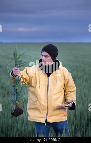 Coltivatore che tiene steli di orzo con radici e tavoletta in campo in primavera Foto Stock