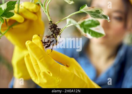 Primo piano di mani femminili in guanti di gomma gialli che tengono semenzale mentre lo trapiantano in una nuova pentola Foto Stock