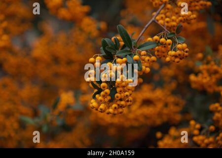 Rowanbers acido ma ricca vitamina C. Pyracantha pianta, anche conosciuta come firethorn in un giardino in una giornata di sole autunno, bello sfondo floreale all'aperto fotografato con fuoco morbido Foto Stock