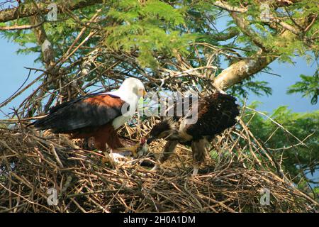 Un paio di aquile africane nidificanti, conosciute anche come l'Aquila del Mare Africana e trovate nella maggior parte dell'Africa continentale a sud del deserto del Sahara. Uganda. 2007. Foto Stock