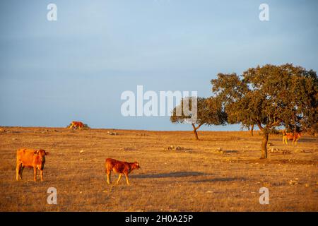 Bestiame nei pascoli dell'Alentejo alla fine della giornata. Foto Stock
