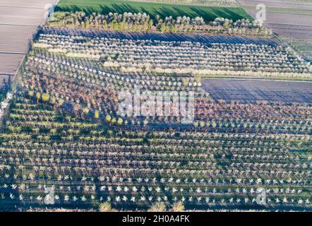 Vista aerea di frutteto in pianura sparare dal drone Foto Stock
