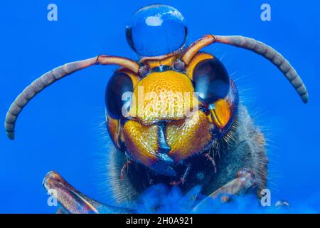 Hornet macro impilamento sparare pelle colorata, regina Foto Stock