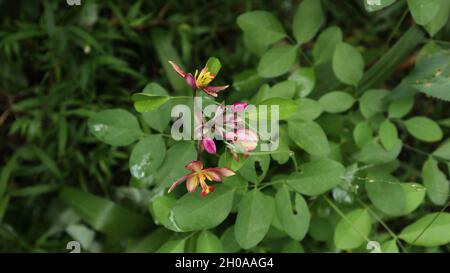 Vista dall'alto di un grappolo di fiori di orchidee con formiche rosse pelose e gocce d'acqua su di esso Foto Stock