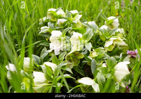 Helleboro in giardino biologico, noto come rosa invernale, rosa natalizia e rosa quaresimale. Nome di famiglia Ranunculaceae, nome scientifico Helleboudes Foto Stock