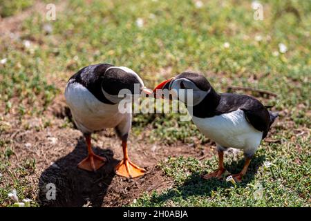 Due Puffins Kissing, sull'isola di Skomer al largo della costa del Pembrokeshire Foto Stock