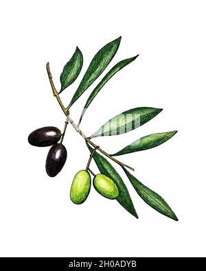 Ramo di olive con frutta e foglie, disegno a matita, isolato, sfondo bianco. Illustrazione vettoriale Illustrazione Vettoriale