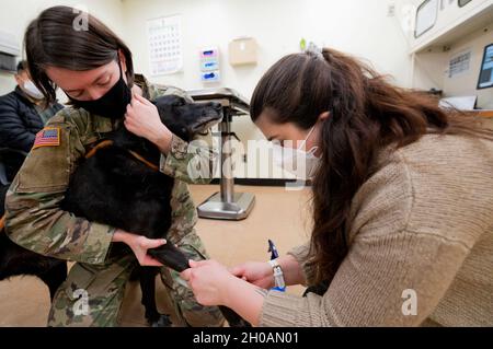 Carly Sullivan, 106a distaccamento medico, assistenza veterinaria assistente veterinario (destra), estrae sangue da un cane con l'assistenza di U.S. Army Capt. Emily Swan, 106a VSS veterinario ufficiale in carica, presso Osan Air base, Corea del Sud, 12 gennaio 2020. Gli esami del sangue sui cani fanno parte di regolari esami di benessere per garantire che siano sani e non hanno alcuna anomalia. Foto Stock