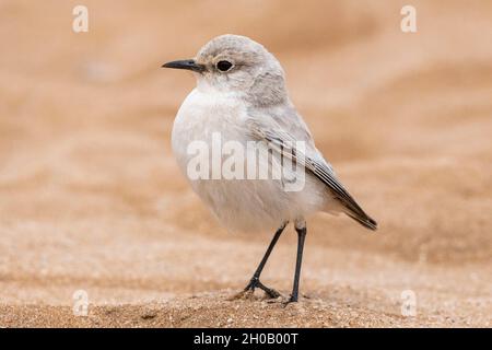 Tractrac Chat (Emarginata tractrac), Parco Nazionale Dorob, Swakopmund, Namibia, Africa