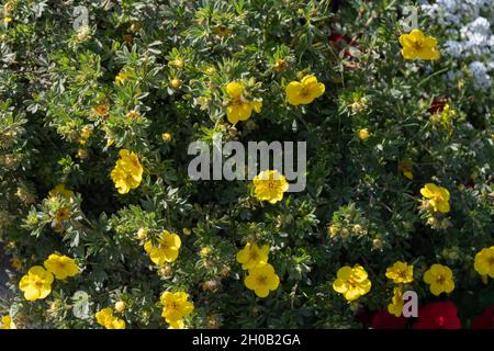 Tè Kuril in fiore (Dasiphora Raf.) O Potentilla L. o Pentafilloides fruticosa in una giornata estiva soleggiata. Foto Stock