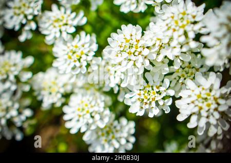 Iberis saxatilis, amara o candytuft amaro molti fiori bianchi Foto Stock