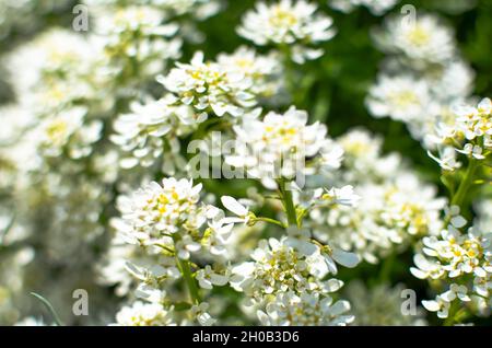 Iberis saxatilis, amara o candytuft amaro molti fiori bianchi Foto Stock