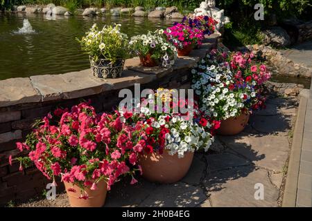 Molti vasi di colorati cespugli ibridi di petunia fioriti si trovano accanto alla fontana in una giornata estiva soleggiata. Foto Stock