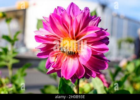 Un bellissimo grande e vivace fiore di dahlia rosa in piena fioritura su sfondo verde sfocato, fotografato con fuoco morbido in un giardino in una giornata estiva soleggiata Foto Stock