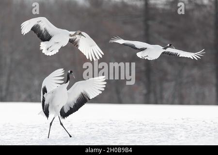 Gru a corone rosse (Grus japonensis) gruppo di tre uccelli che atterrano nella neve, Hokkaido, Giappone Foto Stock