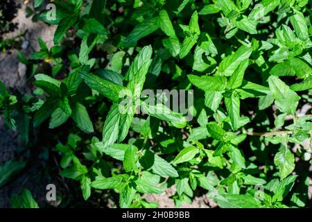 Menta verde fresca o mentha x piperita, anche conosciuta come foglie di Mintha balsamea alla luce diretta del sole, in un giardino biologico di erbe urbane, in una somma di sole Foto Stock