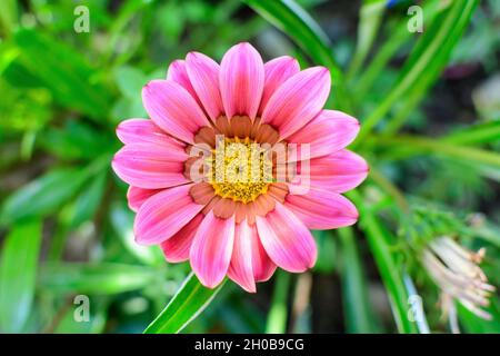 Vista dall'alto di un vivace fiore di gazania rosa e foglie di verde sfocato in morbido fuoco, in un giardino in una giornata estiva soleggiata, bellissimo backgrou floreale all'aperto Foto Stock