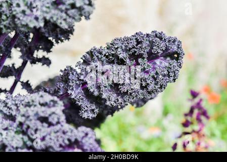 Foglia di kale rosso fioritura in giardino in estate. Foto Stock