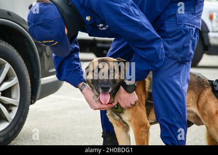 K-9 Ali attende come suo gestore, Petty Officer 2a classe Michael Reklis, uno specialista di applicazione marittima con Coast Guard Maritime Safety and Security Team 91108 basato su Kings Bay, GA., regola la sua imbracatura su Joint base Anacostia-Bolling, Washington, 18 gennaio 2021, in vista dell'inaugurazione presidenziale del 2021. Il 24 settembre 2018, il Dipartimento della sicurezza interna ha designato l'Inaugurazione Presidenziale come evento di sicurezza speciale nazionale ricorrente. Gli eventi possono essere designati NSSE quando garantiscono la piena protezione, gestione degli incidenti e capacità antiterrorismo della Federal Go Foto Stock