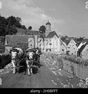 Ein Bauer mit seinem Ochsengespann unterwegs in Harburg in Schwaben, Deutschland 1930er Jahre. Un agricoltore con un buoi Carrello Il suo modo attraverso Harburg, Germania 1930s. Foto Stock