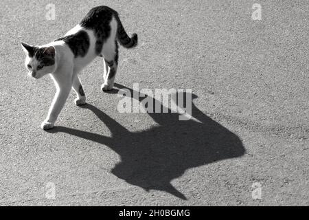Gatto solitario vagante con grande ombra sulla strada asfaltata. Foto in bianco e nero Foto Stock