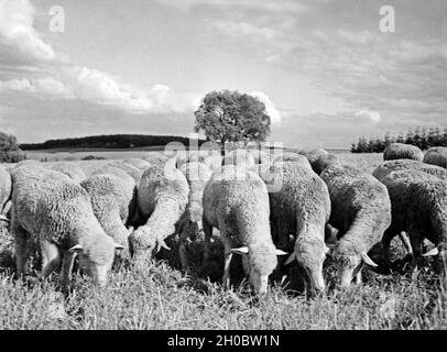 Eine hungrige Schafherde wird über ein geschickt Stoppelfeld, Ostpreußen, 1930er Jahre. Un gregge di pecore affamati è inviato t di un campo di stoppie, Prussia orientale, 1930s. Foto Stock