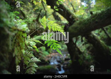 Foglie di felce verde su un vecchio albero con muschio in lussureggiante foresta closeup. Concetto di natura Foto Stock