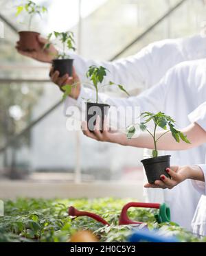 Agronomi in cappotti bianchi che tengono piantine in vasi di fiori in serra Foto Stock